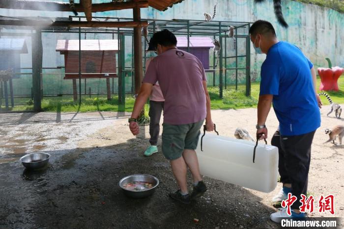 疫情下的动物园:闭园不停工动物度夏有“凉方”