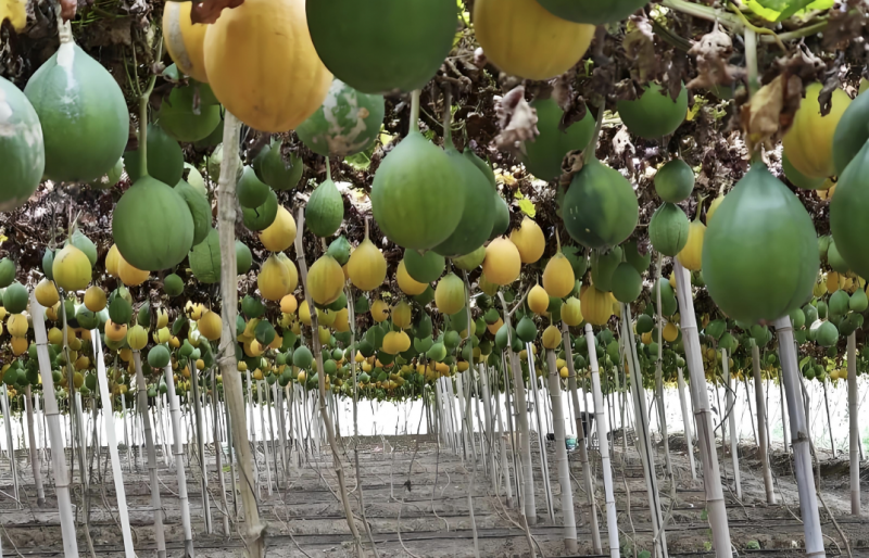 平安融易：精准滴灌江苏小微农户，助推乡村产业蓬勃发展